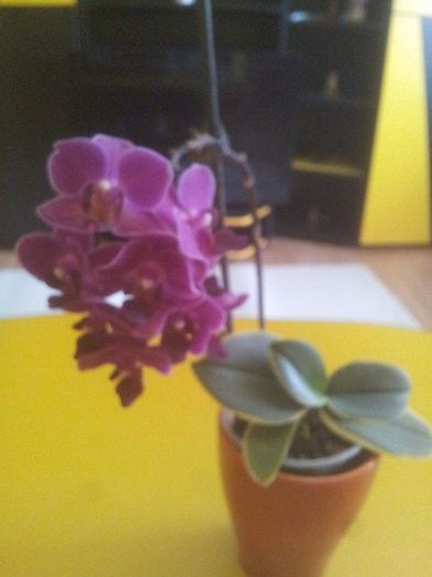 5 - orhidee