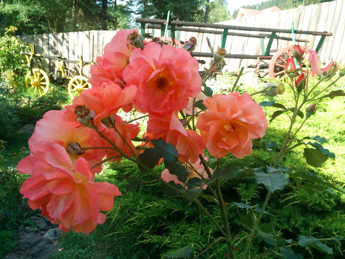 IMG_20160719_173554 - trandafiri