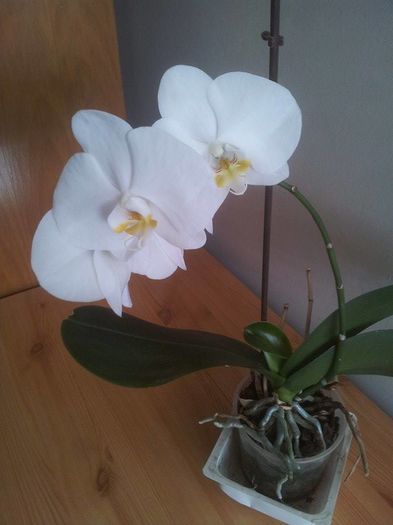 14 - orhidee