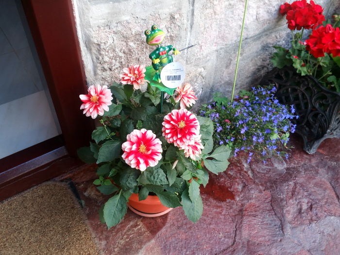 IMG_20160719_173627 - trandafiri