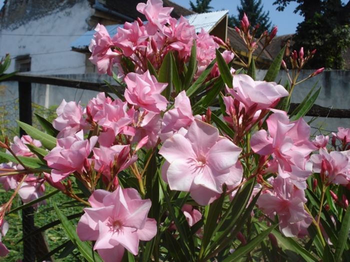 miez de iulie (1) - leandru 2016