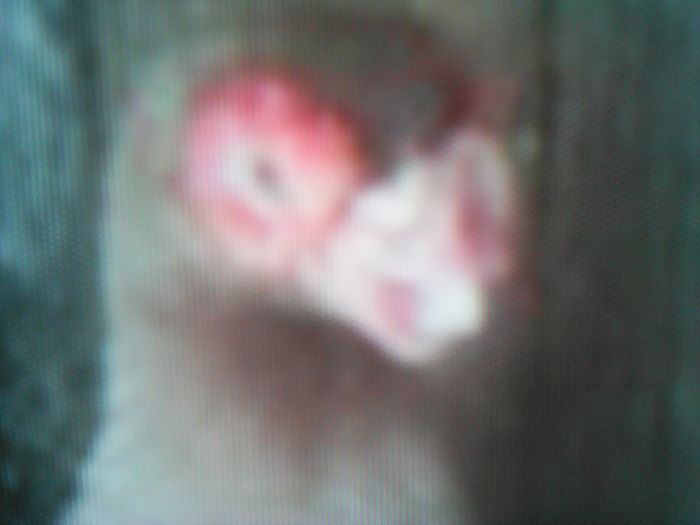 BERBER [ INDIAN  ]    BEIUS  1996