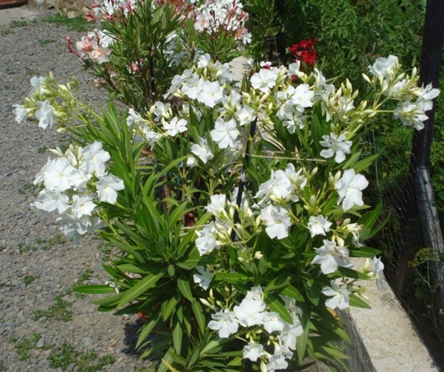 miez de iulie (4) - leandru 2016