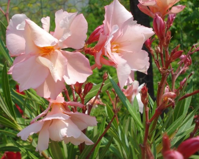 miez de iulie (5) - leandru 2016