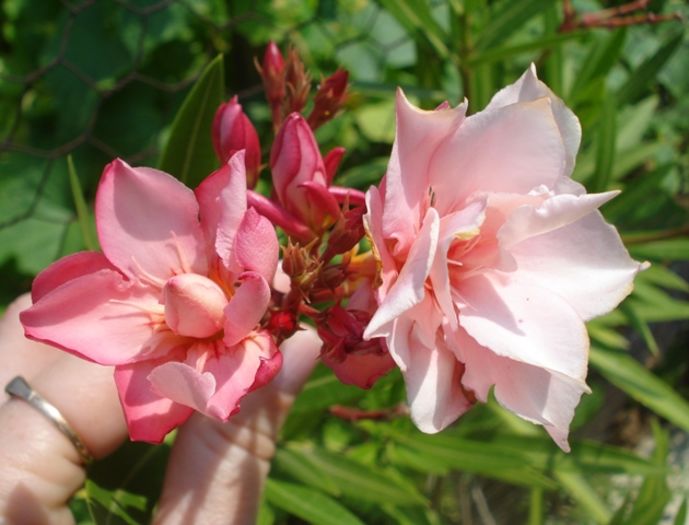 miez de iulie (7) - leandru 2016