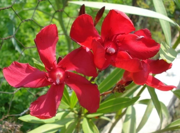 miez de iulie (9) - leandru 2016