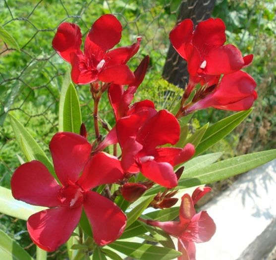 miez de iulie (10) - leandru 2016