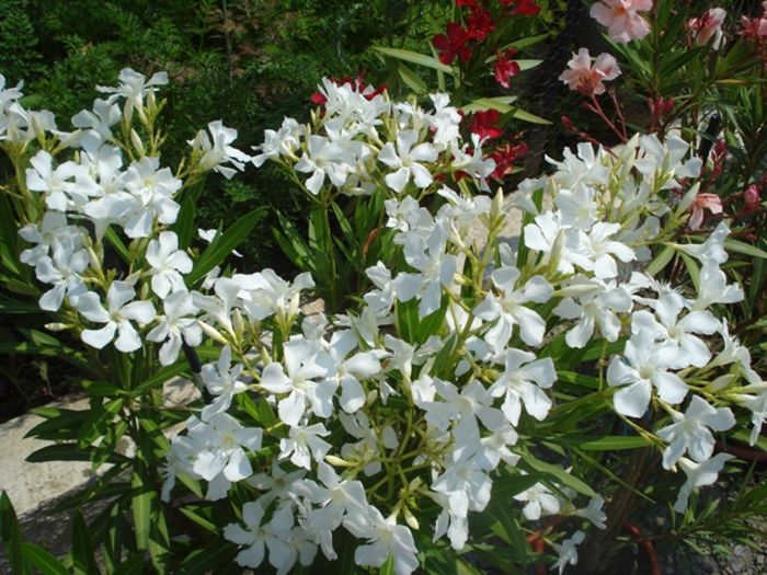 miez de iulie (11) - leandru 2016