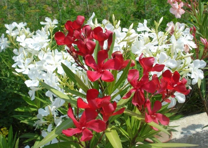 miez de iulie (13) - leandru 2016