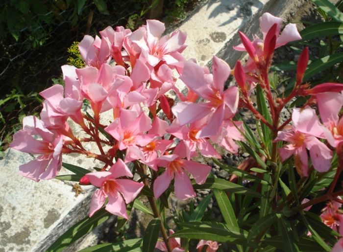 miez de iulie (15) - leandru 2016