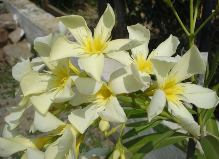 miez de iulie (18) - leandru 2016