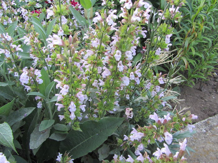 salvia officinalis - Flori de gradina-2016-Vara