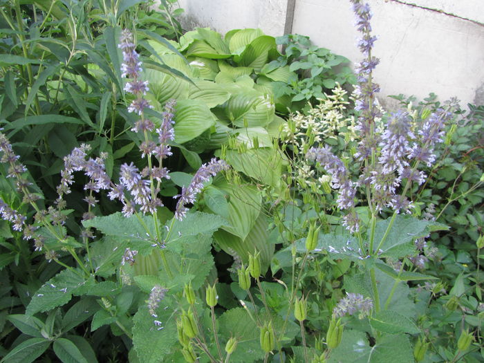 salvia sclarea