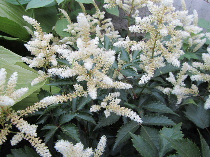 Astilbe