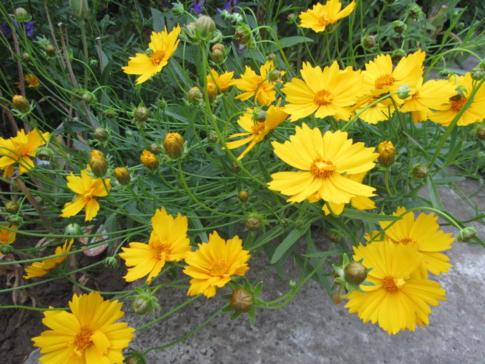 coreopsis grandiflora