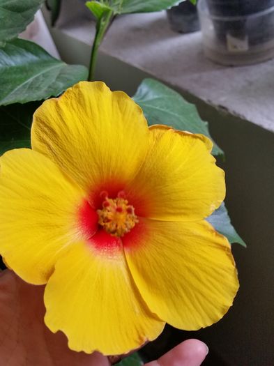  - hibiscus