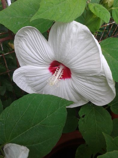 20160720_123813 - Hibiscus