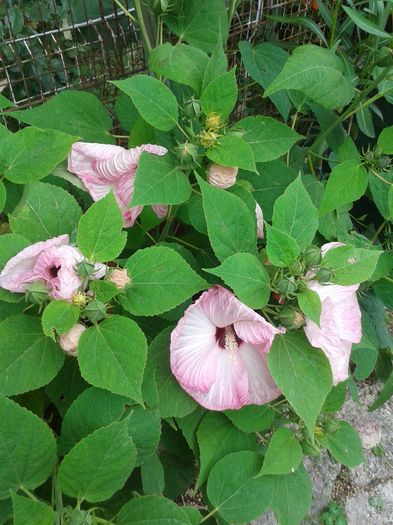 20160720_123826 - Hibiscus