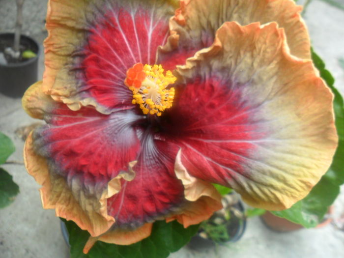 001 - hibiscusi 2016-3