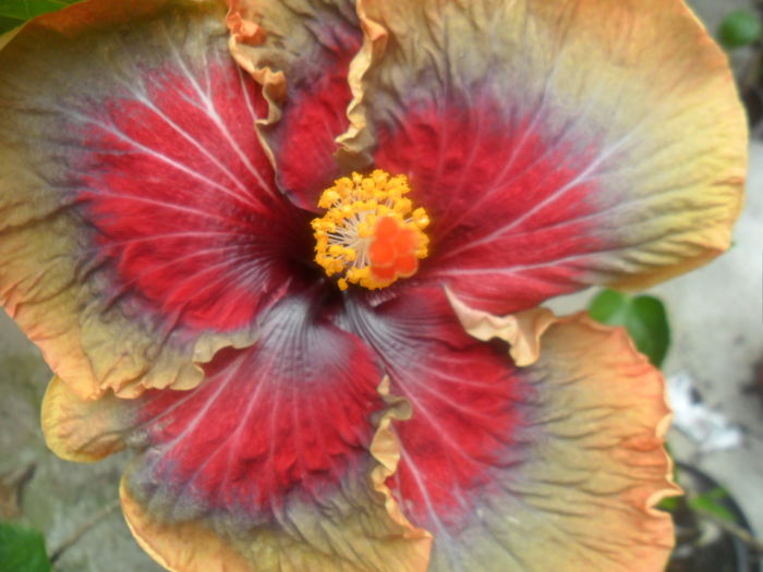006 - hibiscusi 2016-3