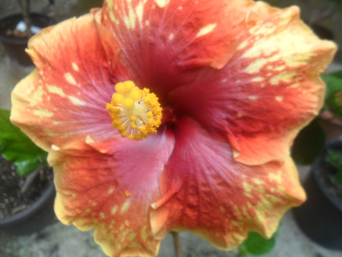 008 - hibiscusi 2016-3