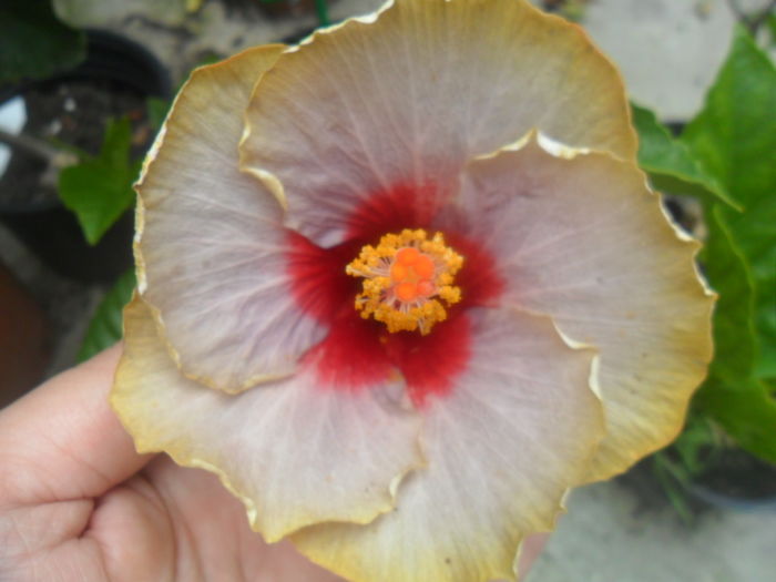 024 - hibiscusi 2016-3