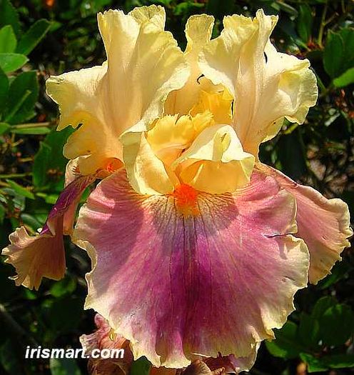 act_of_kindness - Iris oferta 2016