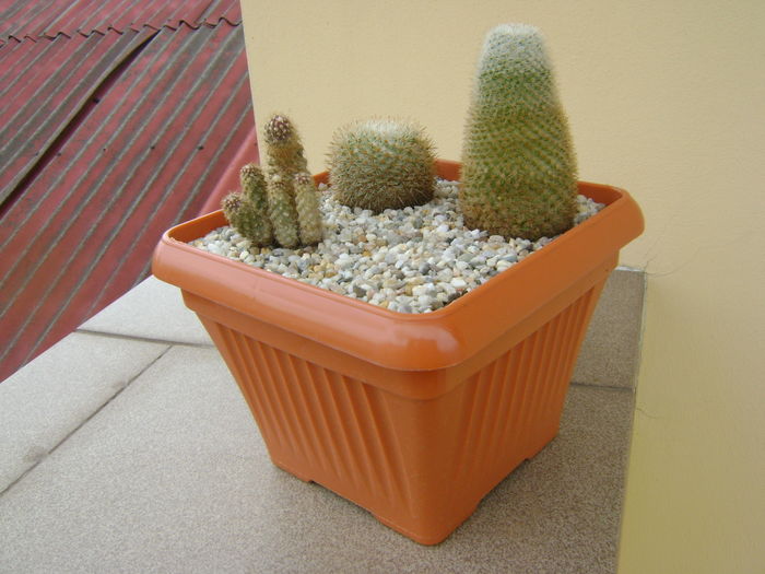 Grup de 3 cactusi - Cactusi 2016