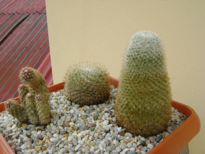 Grup de 3 cactusi - Cactusi 2016