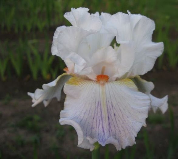 Bargain Hunter - Iris oferta 2016