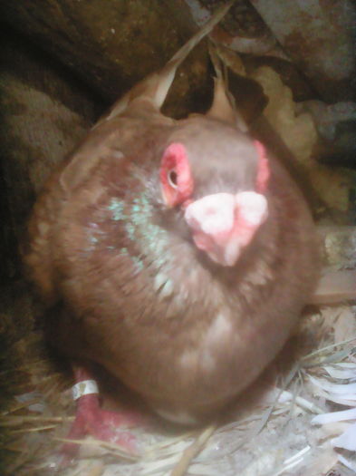 BERBER  ( INDIAN ) ciocolatiu de  un  an