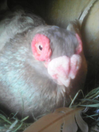 BERBER  ( INDIAN ) cînepiu de opt luni