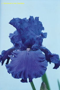 last hurrah - Iris oferta 2016