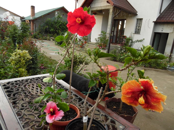 005 - 00 Hibiscus 2016