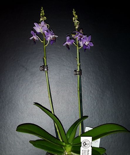 Doritaenopsis Purple Gem 'Aida' - Phalaenopsis 1
