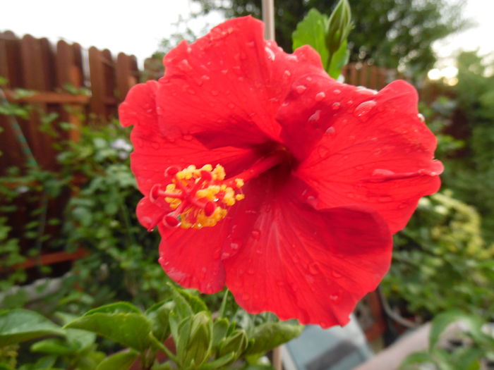 012 - 00 Hibiscus 2016