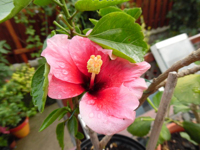 013 - 00 Hibiscus 2016
