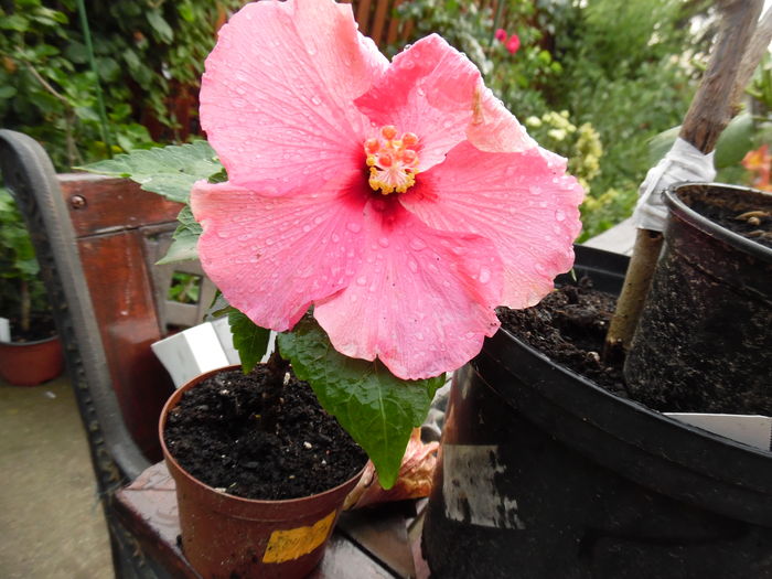 014 - 00 Hibiscus 2016
