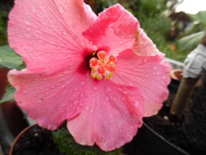 015 - 00 Hibiscus 2016