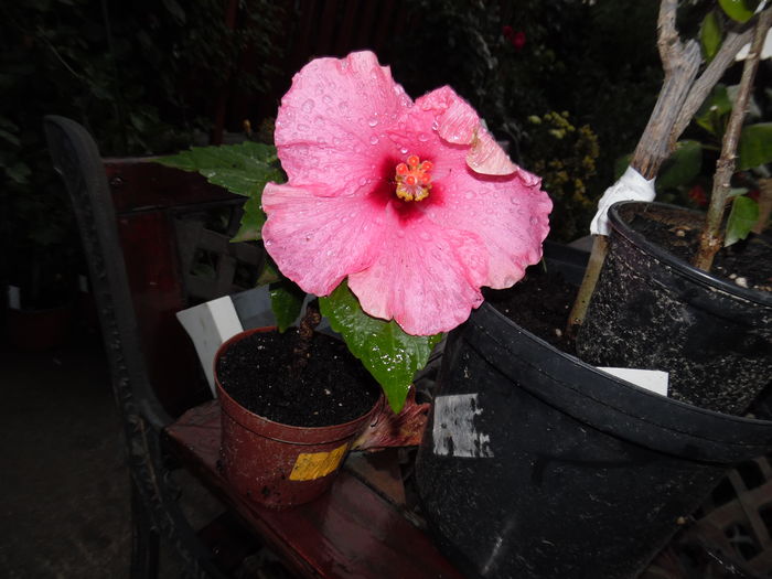 016 - 00 Hibiscus 2016