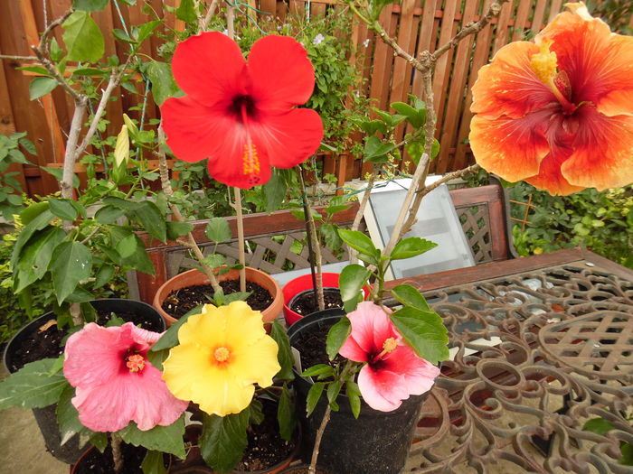 040 - 00 Hibiscus 2016