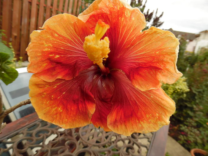041 - 00 Hibiscus 2016