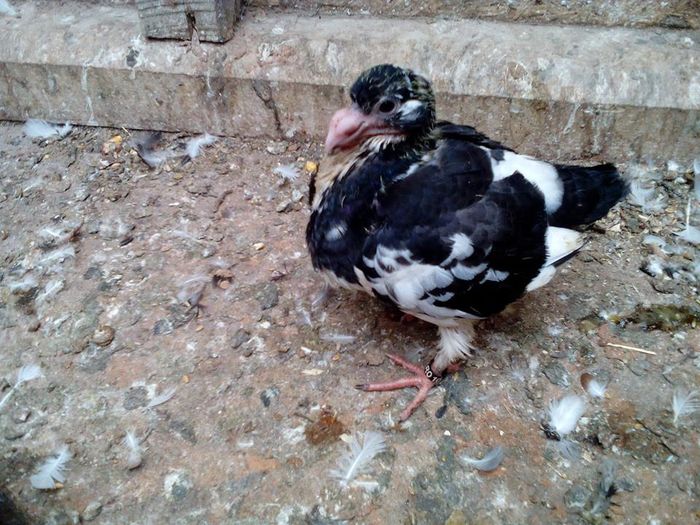 13816767_893906410753176_1509771254_n - Tineret AGH 2016