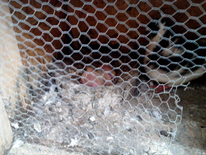 13714306_893905474086603_348770287_n - Tineret AGH 2016