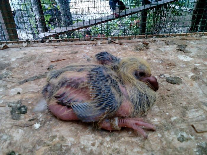 13817123_893905887419895_727308628_n - Tineret AGH 2016