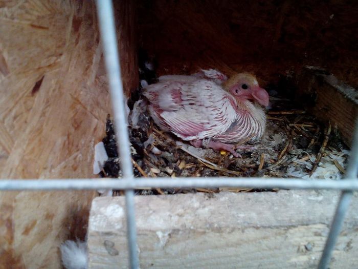 13705272_893906020753215_1768740819_n - Tineret AGH 2016