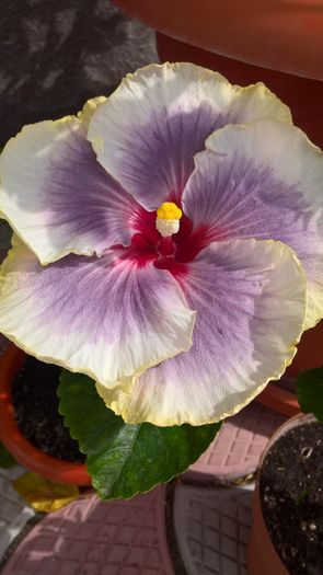 WP_20160720_16_24_33_Pro - Hibiscus Tahitian Taui