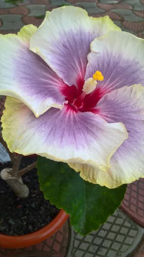 WP_20160720_20_25_47_Pro - Hibiscus Tahitian Taui
