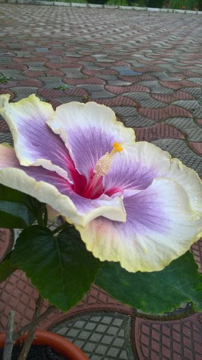 WP_20160720_20_26_10_Pro - Hibiscus Tahitian Taui