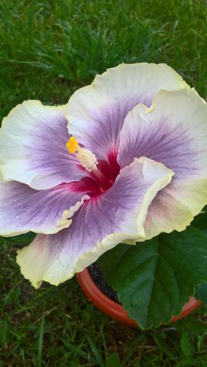 WP_20160720_20_28_07_Rich - Hibiscus Tahitian Taui